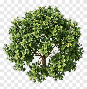 Green Tree PNG