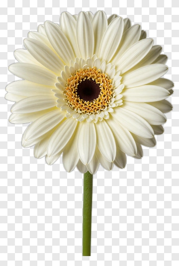 White Gerbera Daisy Flower PNG