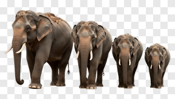 Family Of Elephants Walking Together PNG