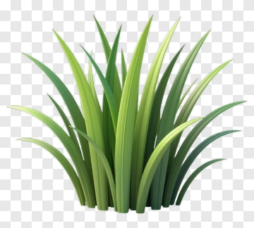 Green Grass PNG
