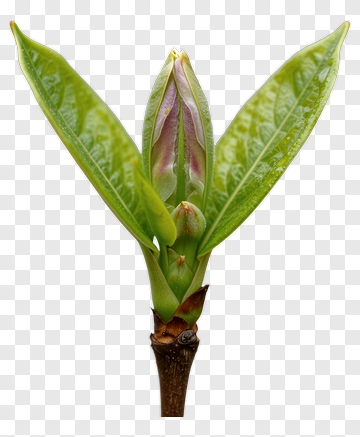 Green Plant Bud With Leaves PNG