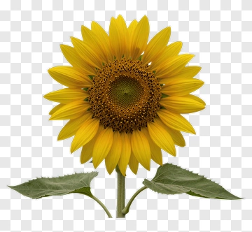 Sunflower With Green Leaves PNG