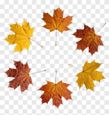 Autumn Maple Leaves Arrangement PNG