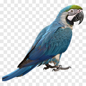 Blue Macaw Parrot PNG