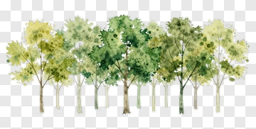 Watercolor Tree Composition PNG