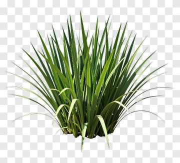 Green Grass Plant PNG