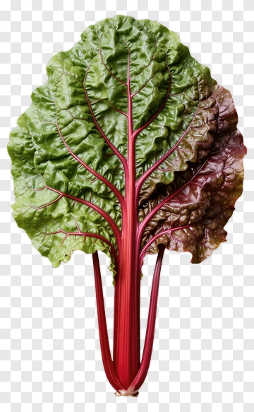 Swiss Chard Leaf PNG