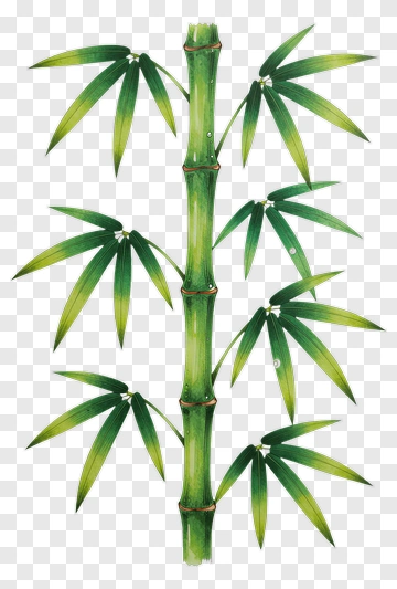Bamboo Plant PNG