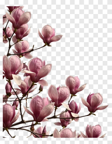 Pink Magnolia Flowers PNG