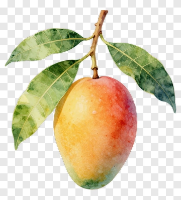Watercolor Mango With Leaves PNG