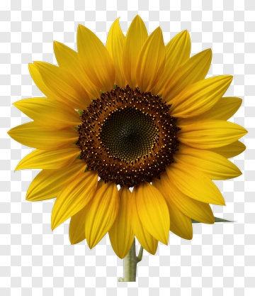 Sunflower PNG
