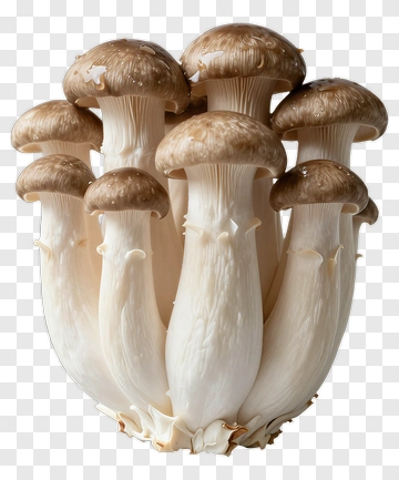 Cluster Of White Mushrooms PNG