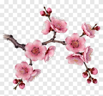 Pink Cherry Blossom Branch PNG