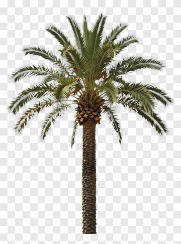 Palm Tree PNG