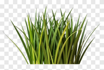 Green Grass PNG
