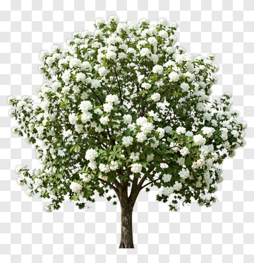Flowering Tree PNG