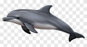 Cartoon Dolphin Swimming PNG