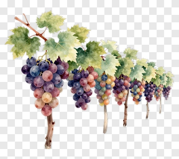 Watercolor Grapes On Vine PNG