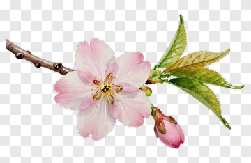 Cherry Blossom Flower On A Branch PNG