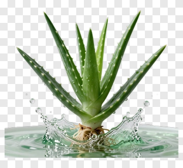 Aloe Vera Plant With Water Splash PNG
