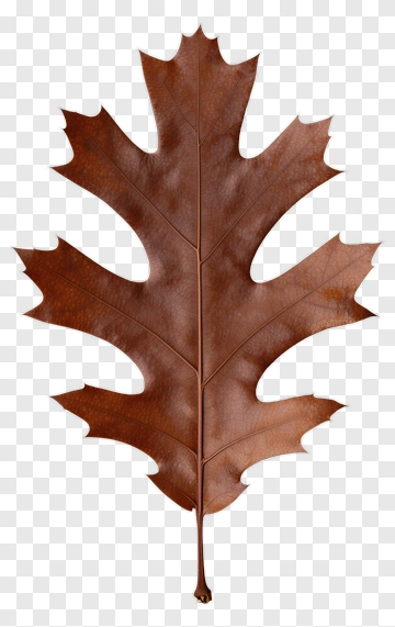 Brown Oak Leaf PNG