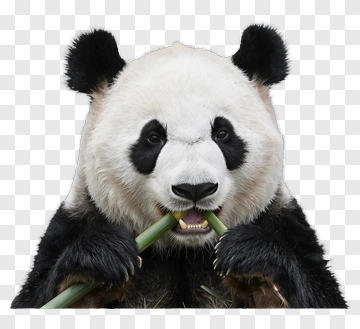 Panda Eating Bamboo PNG