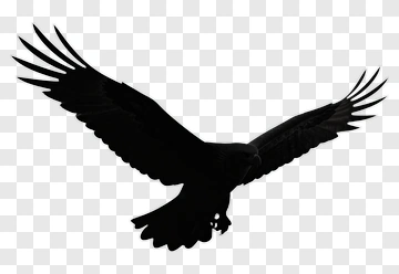 Silhouette Hawk In Flight PNG