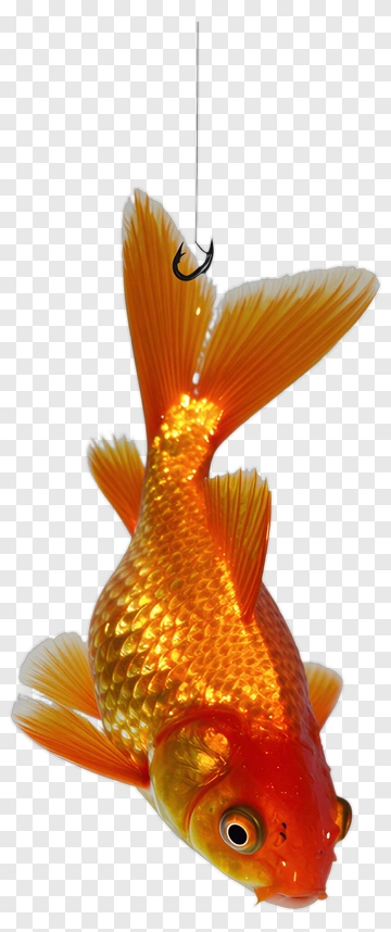 Goldfish Hooked On A Fishing Line PNG