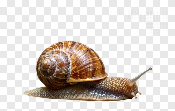 Snail With A Brown Shell PNG