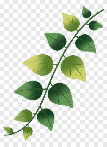 Green Leafy Vine PNG