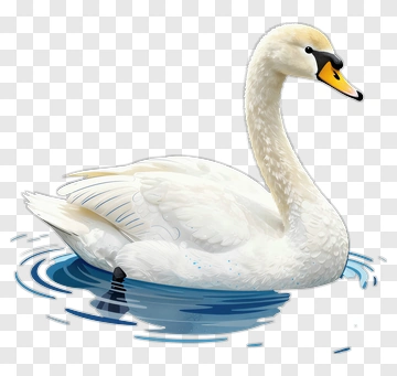 White Swan Swimming On Water PNG