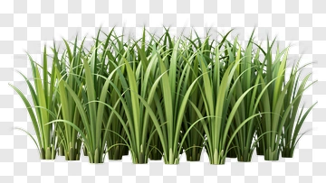 Green Grass PNG