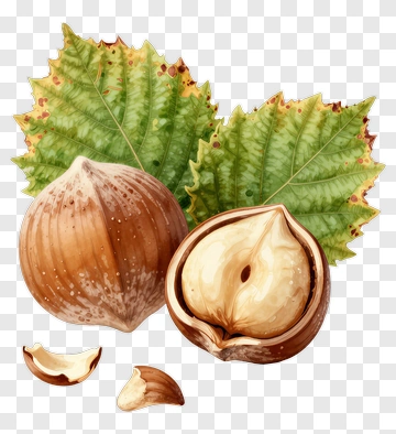 Hazelnuts And Leaves PNG
