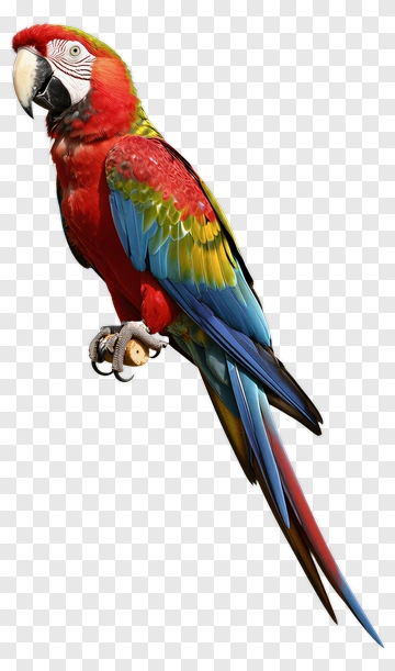 Colorful Macaw Parrot PNG
