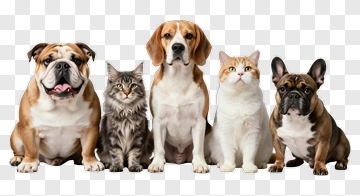 Group Of Dogs And Cats Sitting Together PNG