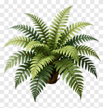 Green Fern Plant PNG