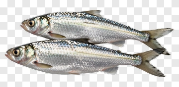 Two Fish PNG