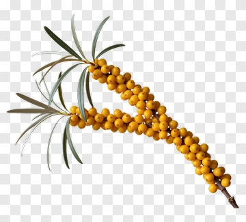 Sea Buckthorn Branch With Berries PNG