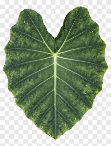 Heart-Shaped Green Leaf PNG