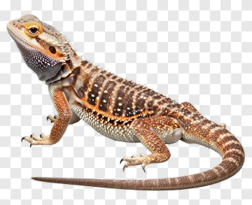Bearded Dragon Lizard PNG
