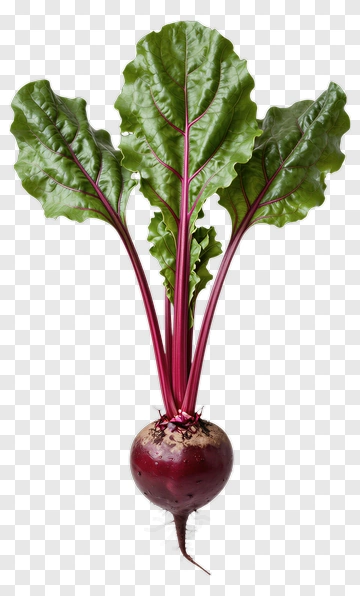 Fresh Beetroot With Green Leaves PNG