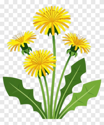 Yellow Dandelion Flowers PNG