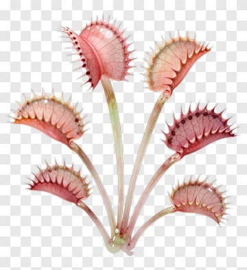 Venus Flytrap Plant PNG