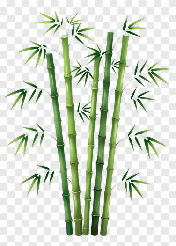 Bamboo Plant With Green Leaves PNG