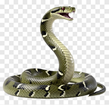 Green Snake With Black Stripes PNG