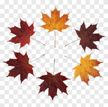 Colorful Maple Leaves Arrangement PNG