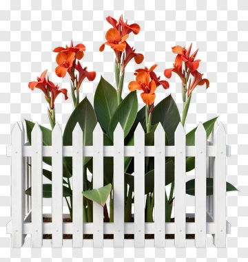 Colorful Canna Flowers In A White Fence Planter PNG