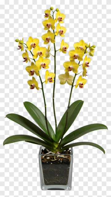 Yellow Orchid Plant In A Clear Pot PNG