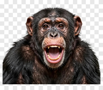 Chimpanzee Showing Teeth PNG