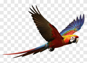 Colorful Macaw Flying PNG